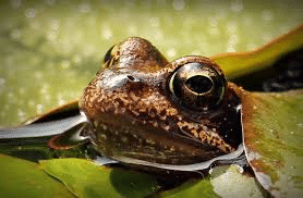 Bass Fishing in the Rain: A Better Time than You Think