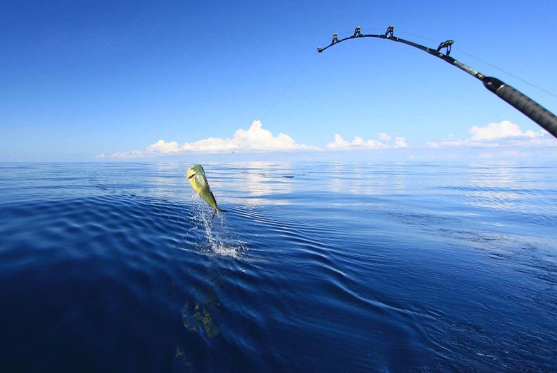 What Bait Works Best in Deep-Sea Fishing