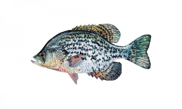 Crappie - florida's all star lineup