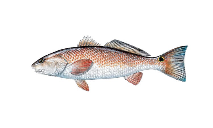 Redfish