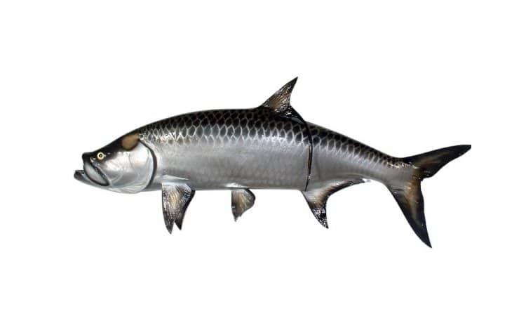 Tarpon