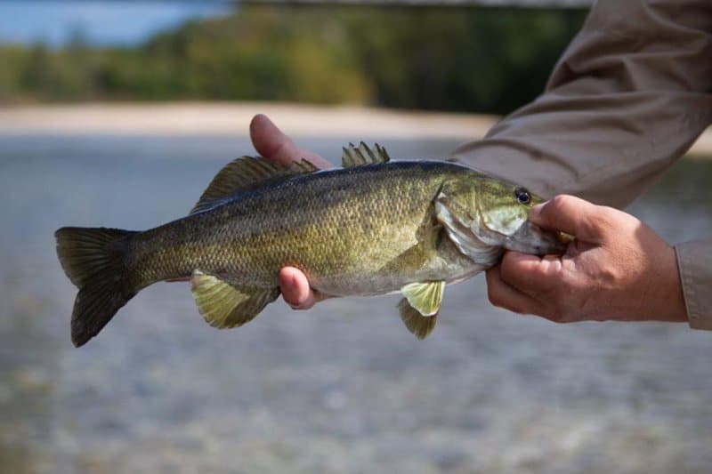 Central Florida Fishing Report  Native Bass Fishing - NATIVE BASS