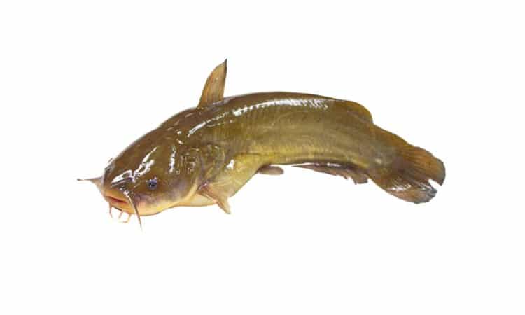 Catfish - many anglers wishlists