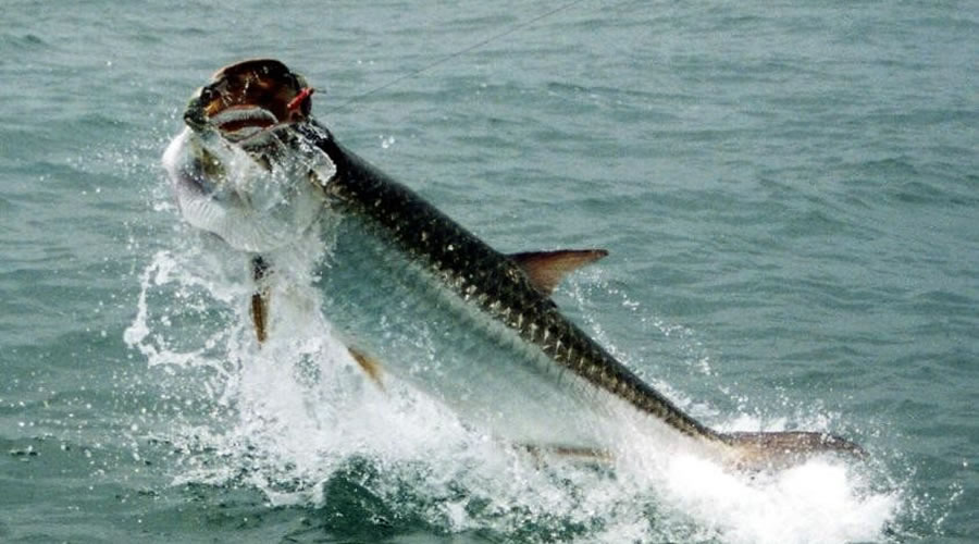 Tarpon Fishing in Florida Keys