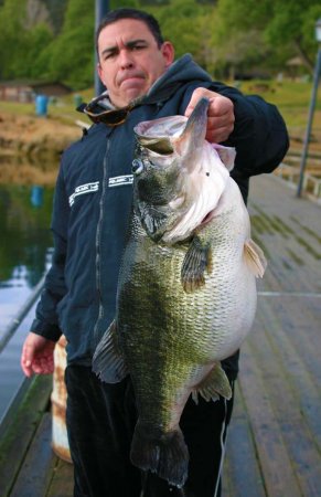 Bass trophy fish - hard fighting Fish