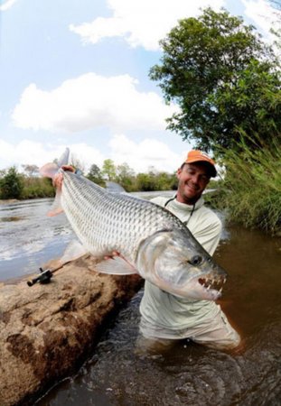 Goliath Tigerfish - Hardest Fighting Fish