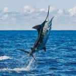 Blue Marlin in Miami - Deep sea fishing