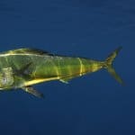 Mahi Mahi