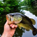 Fishing Boat - Saltwater fish - One fish