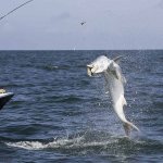 Tarpons Spot - Live bait & Artificial bait