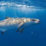 Cobia in Miami Fishing Trip