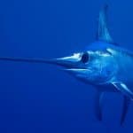 Swordfish in Miami Fishing Guides