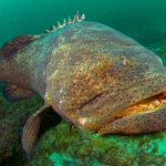 Black, Red, & Gag Grouper in Miami Fishing