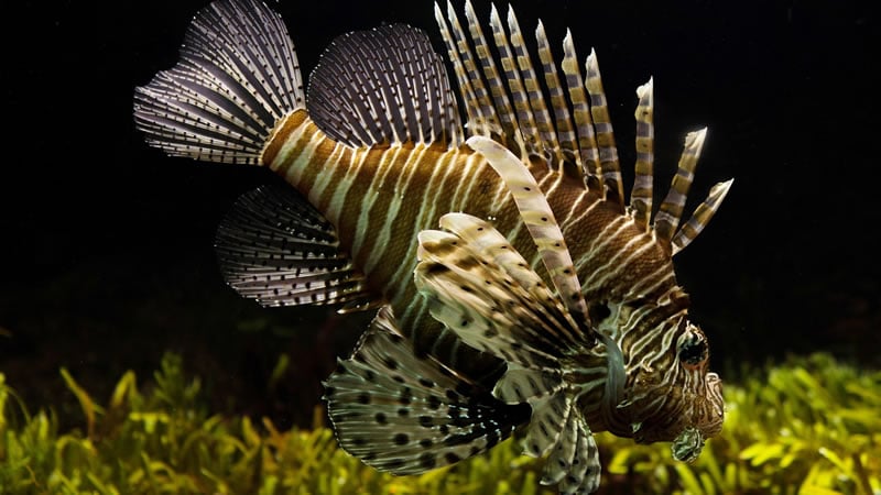 Gulf Stream North Carolina Coast Lionfish