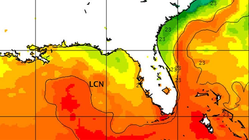 East Coast Gulf Stream -Why do fish like the Atlantic gulf stream