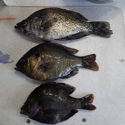 New black crappie fishing regulations approved by Florida Fish and