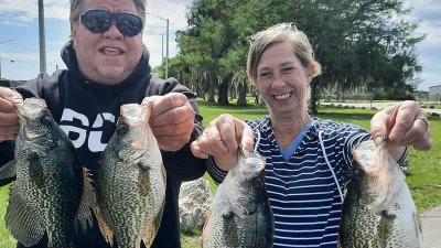 Speckled perch are loving live minnows and open water around Polk