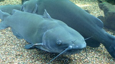 Catfish in Louisiana - All You Need to Know About Catfish Fishing