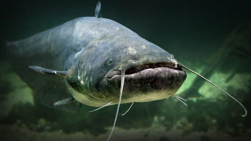 Catfish in Louisiana - All You Need to Know About Catfish Fishing