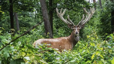 Types of grass and Whitetail food plot