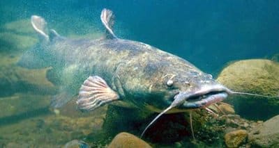 Flathead cat or Flathead Catfish