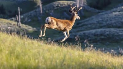 Whitetail Deer Path