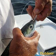 Offshore Livebait Combo