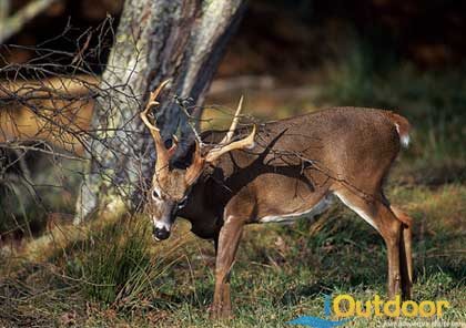 Deer Hunting Florida - wildlife management area food plots