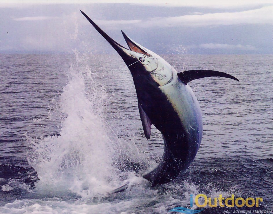 Marlin Fishing