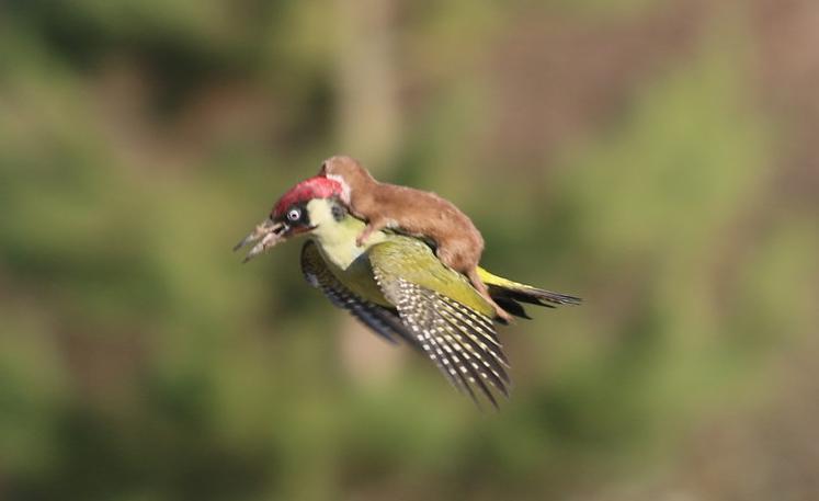 Baby weasel goes on a ride with woodpecker