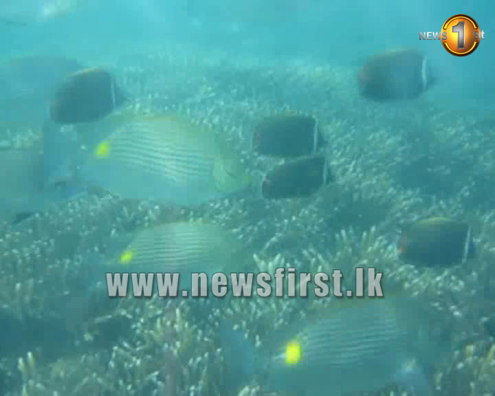 Kalpitiya swarming with illegal activity; marine-life, birds at risk (watch video)