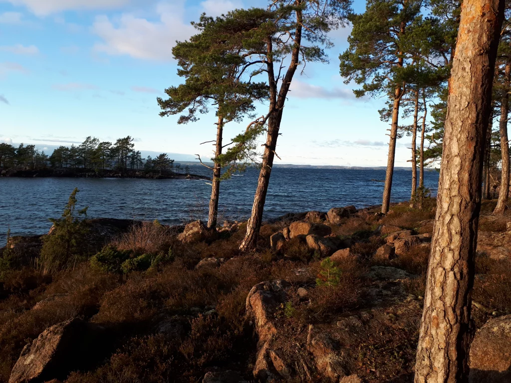 Tallar på berget