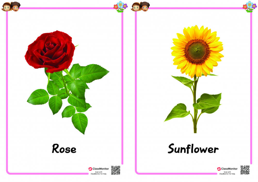 Flower Flashcards