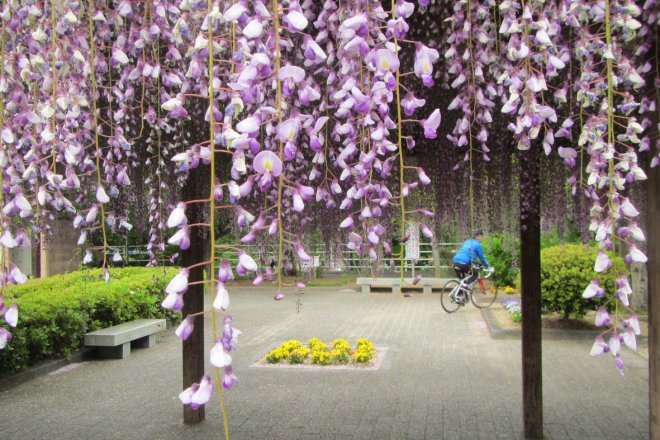 Wisteria in full bloom at Omishima Fuji Park (photo courtesy of Wei Hua Hsuan)