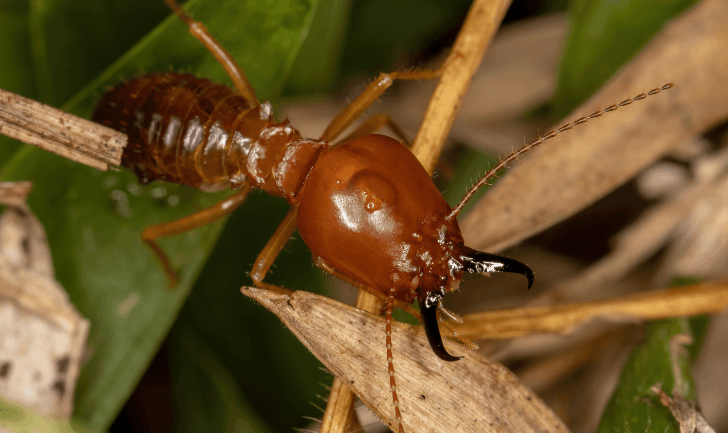 Hama-yang-Menyerang-Rumahmu-Saat-Musim-Hujan-salah-satunya-rayap