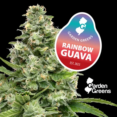 Rainbow Guava 3.5g
