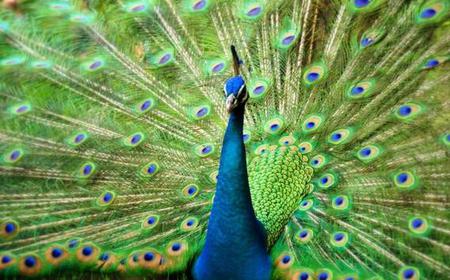 Kuala Lumpur: 3,5-Stunden-Bird Park und Garden Tour