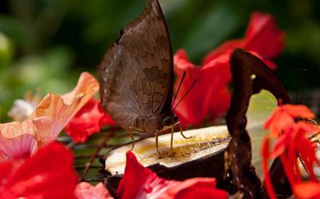 Kuala Lumpur Schmetterling und Vogelpark Natur-Tour