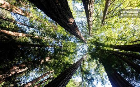 Ganztägige Wein- und Biertour: Muir Woods und Sonoma