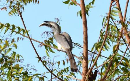 Delhi: Vogel im Okhla Bird Sanctuary Zusehen