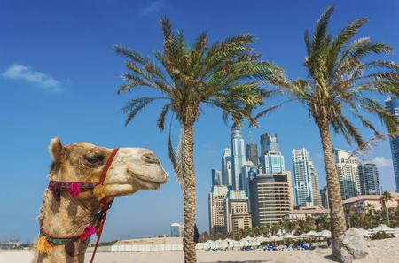 Dubai Super Saver: Stadtrundfahrt und Wüstensafari