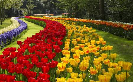 Keukenhof und Blumenbeete: 6-stÃ¼ndige Tour ab Amsterdam