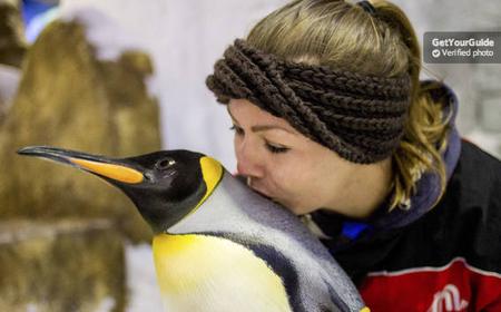 Tickets für die Ski Dubai: Pinguine hautnah erleben