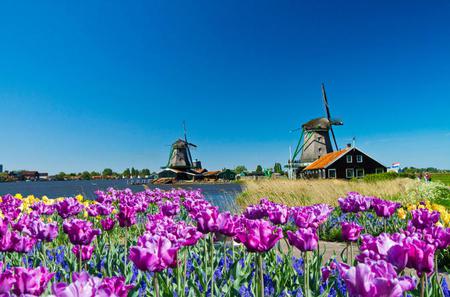 Halbtagesausflug von Amsterdam zu den Windmühlen von Zaanse Schans, nach Marken und Volendam