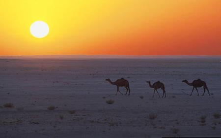 Ab Dubai: Übernachtung und Safari in der Wüste