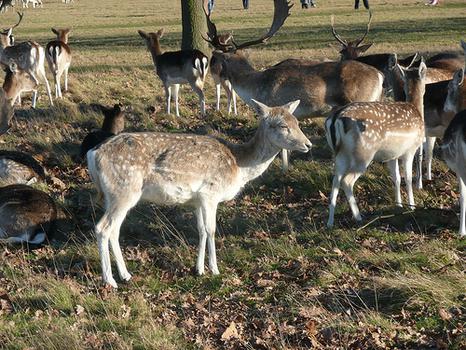 Richmond Park