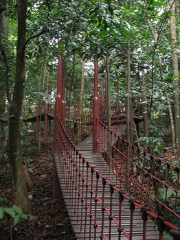 Bukit Nanas Forest Reserve