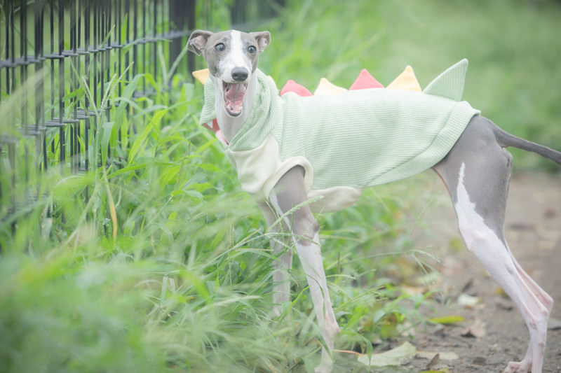 Popular Pets in Japan