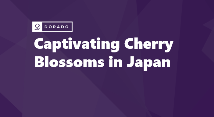 Captivating Cherry Blossoms in Japan: A Guide to the Enchanting Sakura Season