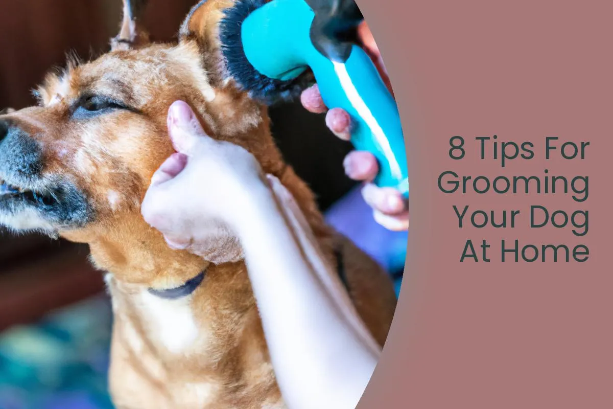 How To Groom Your Dog At Home Pet grooming